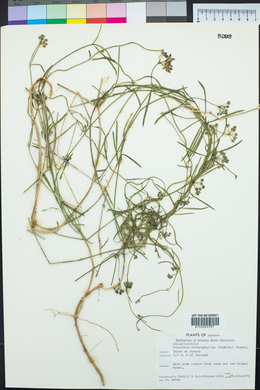 Funastrum heterophyllum image