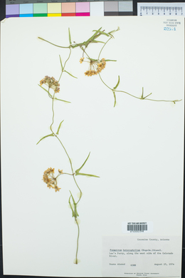 Funastrum heterophyllum image