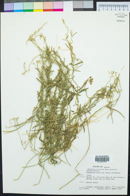 Funastrum heterophyllum image