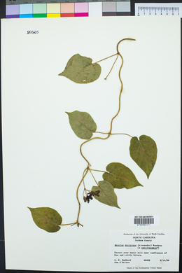 Matelea decipiens image