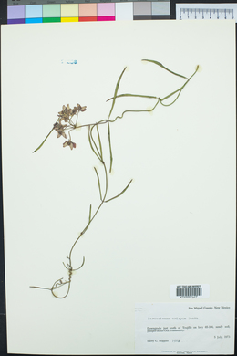 Funastrum crispum image