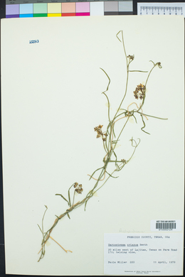 Funastrum crispum image