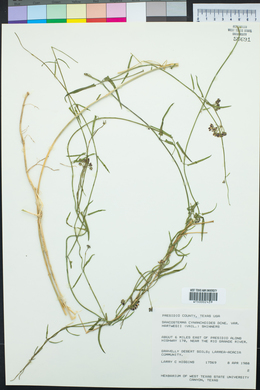 Funastrum cynanchoides image