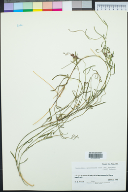 Funastrum cynanchoides image