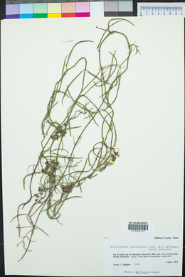 Funastrum cynanchoides image