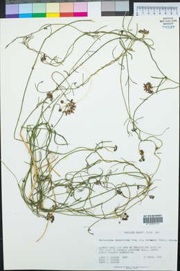 Funastrum cynanchoides image