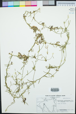 Funastrum cynanchoides image