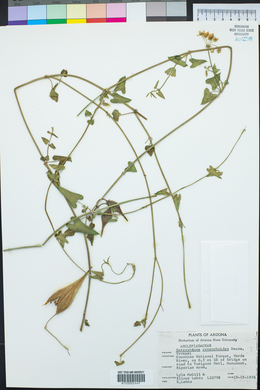 Funastrum cynanchoides image