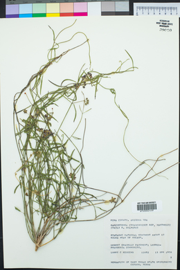 Funastrum cynanchoides image