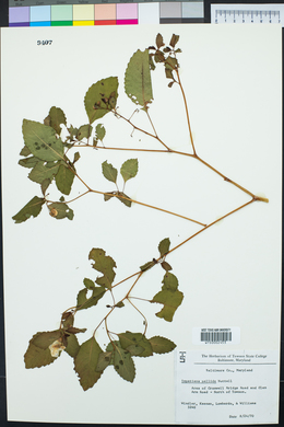 Impatiens pallida image