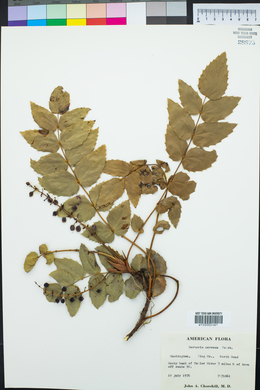 Mahonia nervosa image