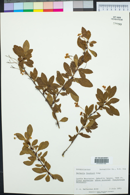 Berberis fendleri image