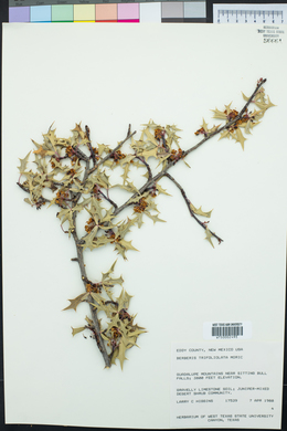 Alloberberis trifoliolata image