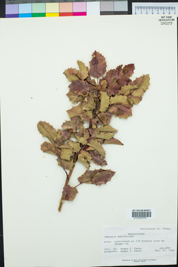 Mahonia aquifolium image