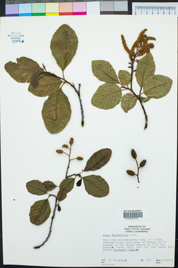 Alnus rhombifolia image