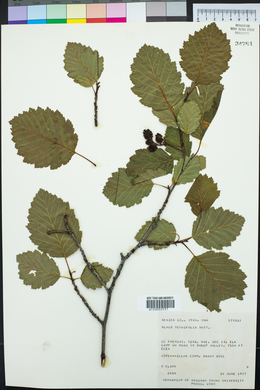 Alnus incana subsp. tenuifolia image