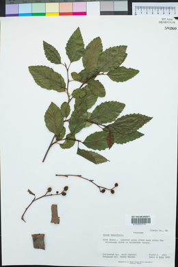 Alnus incana subsp. tenuifolia image