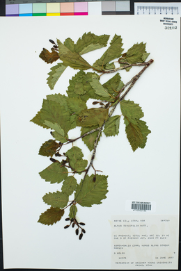 Alnus incana subsp. tenuifolia image