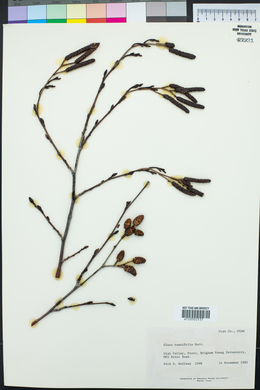 Alnus incana subsp. tenuifolia image