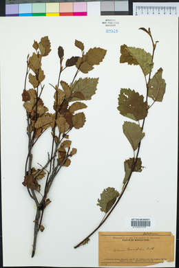 Alnus incana subsp. tenuifolia image