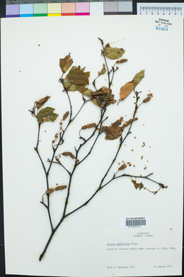 Betula papyrifera image