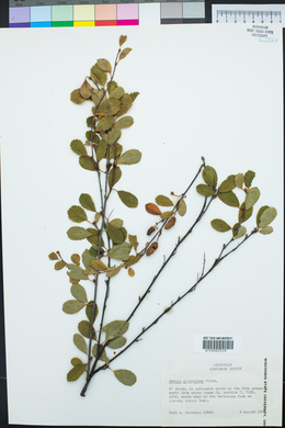 Betula glandulosa image