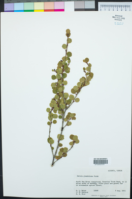 Betula glandulosa image