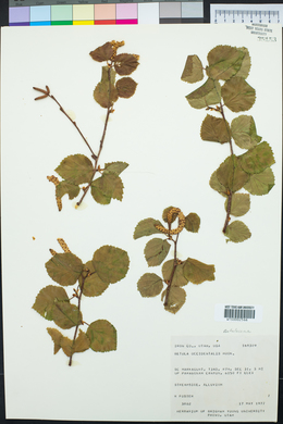 Betula occidentalis image