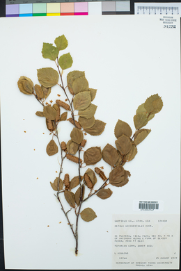 Betula occidentalis image