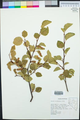 Betula occidentalis image