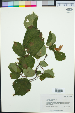 Corylus avellana image