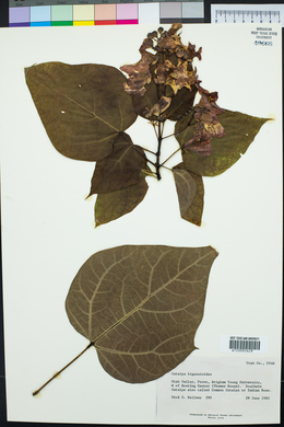 Catalpa bignonioides image