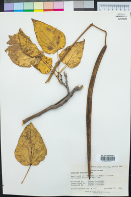 Catalpa bignonioides image