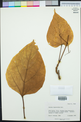 Catalpa bignonioides image