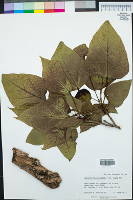 Catalpa bignonioides image