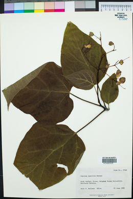 Catalpa speciosa image