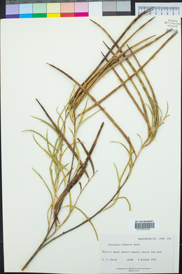 Chilopsis linearis image