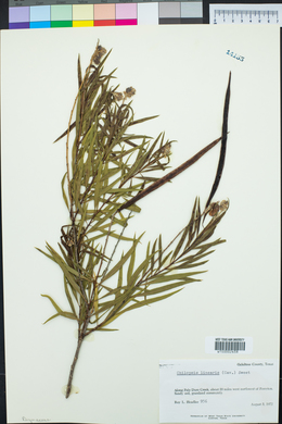 Chilopsis linearis image