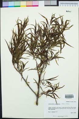 Chilopsis linearis image