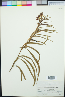 Chilopsis linearis image