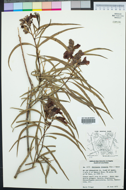 Chilopsis linearis image