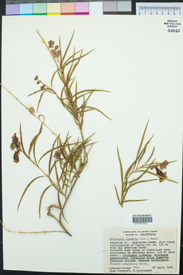 Chilopsis linearis image