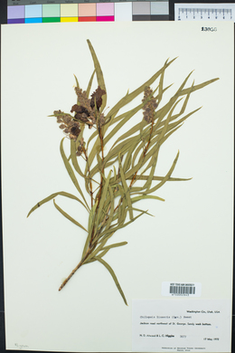 Chilopsis linearis image