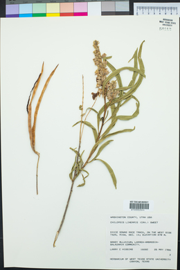 Chilopsis linearis image