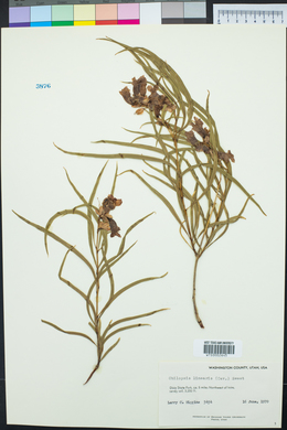 Chilopsis linearis image