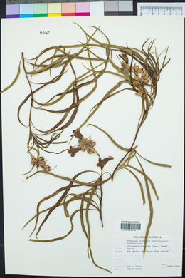 Chilopsis linearis image