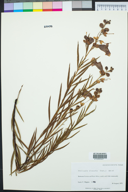 Chilopsis linearis image