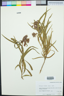 Chilopsis linearis image