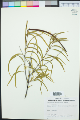 Chilopsis linearis image