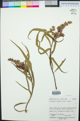 Chilopsis linearis image